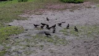 Birds on Curieuse Island Seychelles [upl. by Hux]