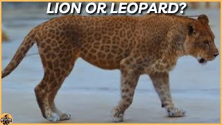 Leopons The Enigmatic Hybrids of Leopard and Lion [upl. by Lorrin946]