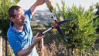 Comment façonner un cyprès en boule  Art topiaire [upl. by Sorce69]