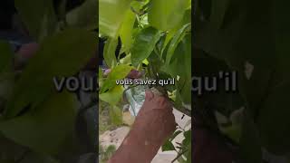 Comment marcotter un citronnier  jardinage jardin conseil astucecitronnier marcotte citron [upl. by Aikar]