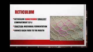 Digestive System of a Cow Ruminant Grade 12 Agricultural Sciences Animal Nutrition [upl. by Avram]