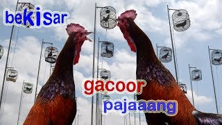 AYAM BEKISAR BERKELAS GACOOR [upl. by Atima]