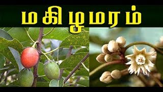 mimusops elengi மகிழமரத்தின் வைத்தியம்  makizha maram [upl. by Livia]