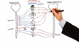 Pharmacology  AUTONOMIC NERVOUS SYSTEM MADE EASY [upl. by Gavrielle]