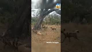 Leopard vs Wild Dogs vs Hyenas vs Impala shorts wildlife [upl. by Drahsir]