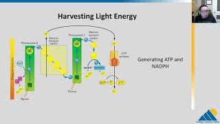 BIOL201 Ch82  Light Dependent Reactions of Photosynthesis [upl. by Nwahser72]