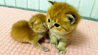 Foster kitten warms up with his older brother so cute [upl. by Rehoptsirhc]