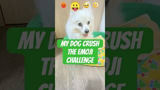 My Dog Crush the Emoji Challenge 🐾 😛 shorts dog [upl. by Cynth589]