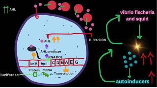 QUORUM SENSINGGram positive and negative bacteriaCELL SIGNALLING [upl. by Muhcon922]