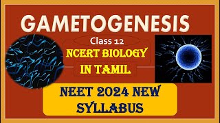 NEET 2024  Human Reproduction Class 12 Part2  Gametogenesis  NCERT BIOLOGY Line to Line  Tamil [upl. by Wavell]