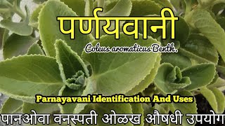 पर्णयवानी  पानओवा वनस्पती ओळख व औषधी उपयोग  पत्थरचूर  Parnayavani Identification And Uses [upl. by Ostraw]