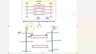 Anatomy 401 Muscle Sarcomere made easy drawing Band how to remember general [upl. by Noskcaj]