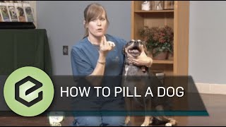 How to Pill a Dog [upl. by Pugh]