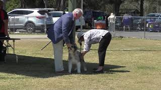 04 Oct 21 Beaudesert KC Champ Show [upl. by Oicatsana]