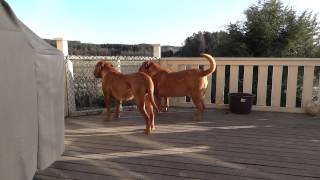 Dogue de Bordeaux Morgan barking [upl. by Frodine]