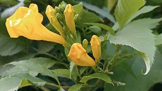 yellow tecoma bells Trumpet bushes  trumpet flowers  garden flowers nature [upl. by Essenaj]