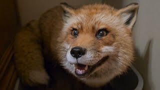 Finnegan fox yells at me and wants to fight [upl. by Rumilly242]