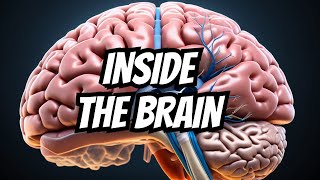 Dissection  Sulci amp Gyri of Superolateral surface of brain [upl. by Caines657]