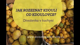 Jak rozeznat KDOULI od KDOULOVCE [upl. by Nrehtac]