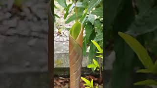 Dwarf banana tree [upl. by Ahsit]