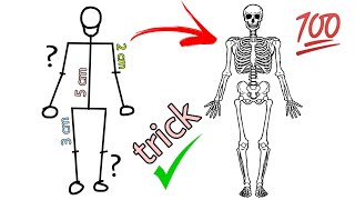 human skeleton diagram  how to draw human skeleton drawing easy [upl. by Nigle529]