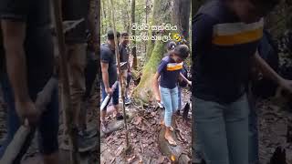 Trip to Kanneliya Rain Forest 🍃 friends rainforest kanneliya galle trip dayvlog [upl. by Iormina]