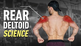 How To Build Boulder Rear Delts Optimal Training Explained [upl. by Mcgregor623]