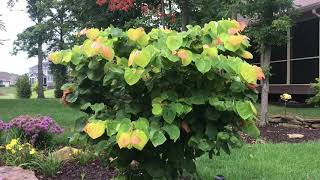 Plant Review Cercis canadensis The Rising Sun [upl. by Effie285]