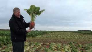 LGSeeds UK Fodder Beet Trials Lincoln [upl. by Nellie194]