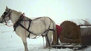 Montana style hay haulingAVI [upl. by Kataway]