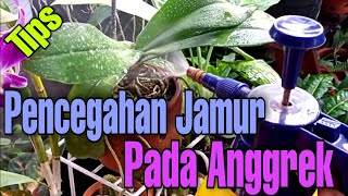 Tips Pemberian Fungisida pada Anggrek [upl. by Fanchet]