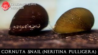 Neritina pulligera The BEST CLEANER for your tank Leopard Aquatic W012A [upl. by Pris]