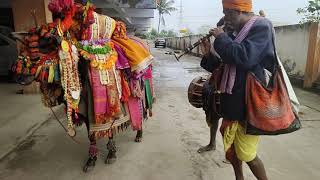 Pongal festival in Andhra Pradesh bhogi gangireddu [upl. by Towbin711]