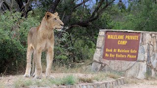 Lion stands guard [upl. by Yelsek176]