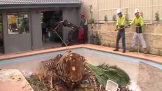 A Date with a Palm Tree tree removal by professionals [upl. by Cacka]