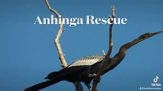 Anhinga Rescue [upl. by Ryann]