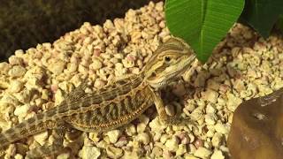 Unboxing  Pogona Viticeps [upl. by Nylisoj]