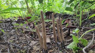 मुर्दे की अंगुली  Xylaria nigripes the Dead Mans Finger Fungus [upl. by Dibbell]