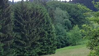 Schönbrunn im Odenwald das einzige Dorf Deutschlands ohne Straßenanschluss [upl. by Annaehr]