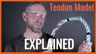 Tendon Talk  The different phases of tendinitis tendonitis using a model [upl. by Prince]