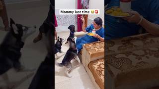 Most Dangerous dog for human food 🚨😳 shorts dog husky trendingsongs rottweiler [upl. by Lletram]