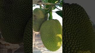 jackfruit fresh coconutcutting fruit cuttingskilssatisfyingamazingmangojackfruitfruitcutting [upl. by Baptiste182]