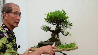 How to care for Ficus Bonsai [upl. by Berkman]