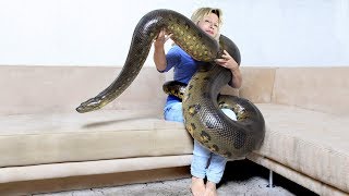 GIANT ANACONDAMeet Anaconda Named Medusa [upl. by Rodablas]