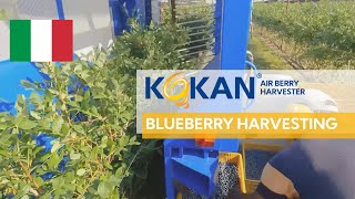 KOKAN Air Berry Harvester  Blueberry Harvesting in Italy [upl. by Gloriana87]