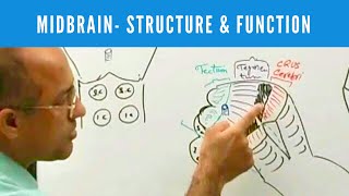 Midbrain  Structure and Function  Neuroanatomy [upl. by Dich]