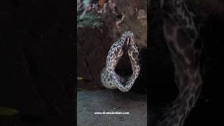 A giant Honeycomb Moray Gymnothorax favagineus lat at the cleaning station [upl. by Heyward222]