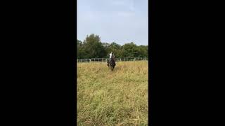 Quarter Horse Gelding Pitch Kalona Special Horse amp Tack Sale [upl. by Ahkihs]