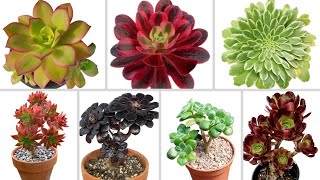 Top 40 Aeonium Types  Best Aeonium Varieties  Stunning Aeonium Species [upl. by Calida]