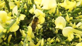 Abeille butinant des fleurs de genêts [upl. by Randee847]